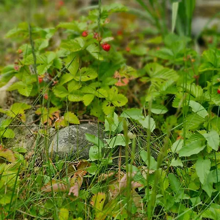 Weidengrund 3* ואלסרודה